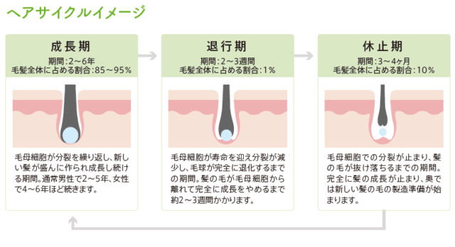 薄毛のメカニズム なぜ薄毛になるのか